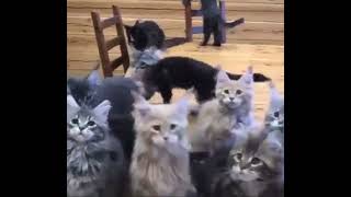 Cutie cats by Hakas, kittens and more 35 views 3 days ago 15 seconds