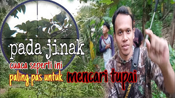 Pest control/waktu yang tepat untuk berburu tupai