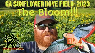 2023 Sunflower Dove Field      Ep. 4 The Bloom