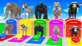 Long Slide Game With Elephant Zebra Gorilla Tiger Buffalo 3d Animal Game - Funny 3d Animals screenshot 5