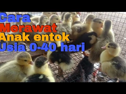 TUTORIAL MERAWAT  ANAK  ENTOK/DOE  USIA  1 HARI SAMPAI 40 HARI !!! PETERNAK WAJIB TAU