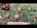 Jak zbierać grzyby 😊Las pełen grzybów Co znajdziemy w niemieckim lesie ????