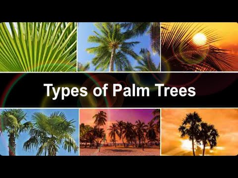 Video: What is a palm tree? Description of the plant, species, photo