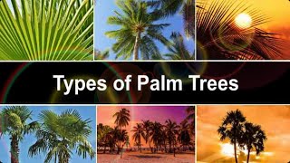 Types Of Palm Trees With Name and Pictures