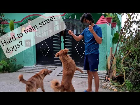 How Hard Is To Train Stray Dogs | Training Street Dogs - Youtube