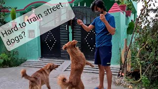 How hard is to Train Stray Dogs | Training Street Dogs