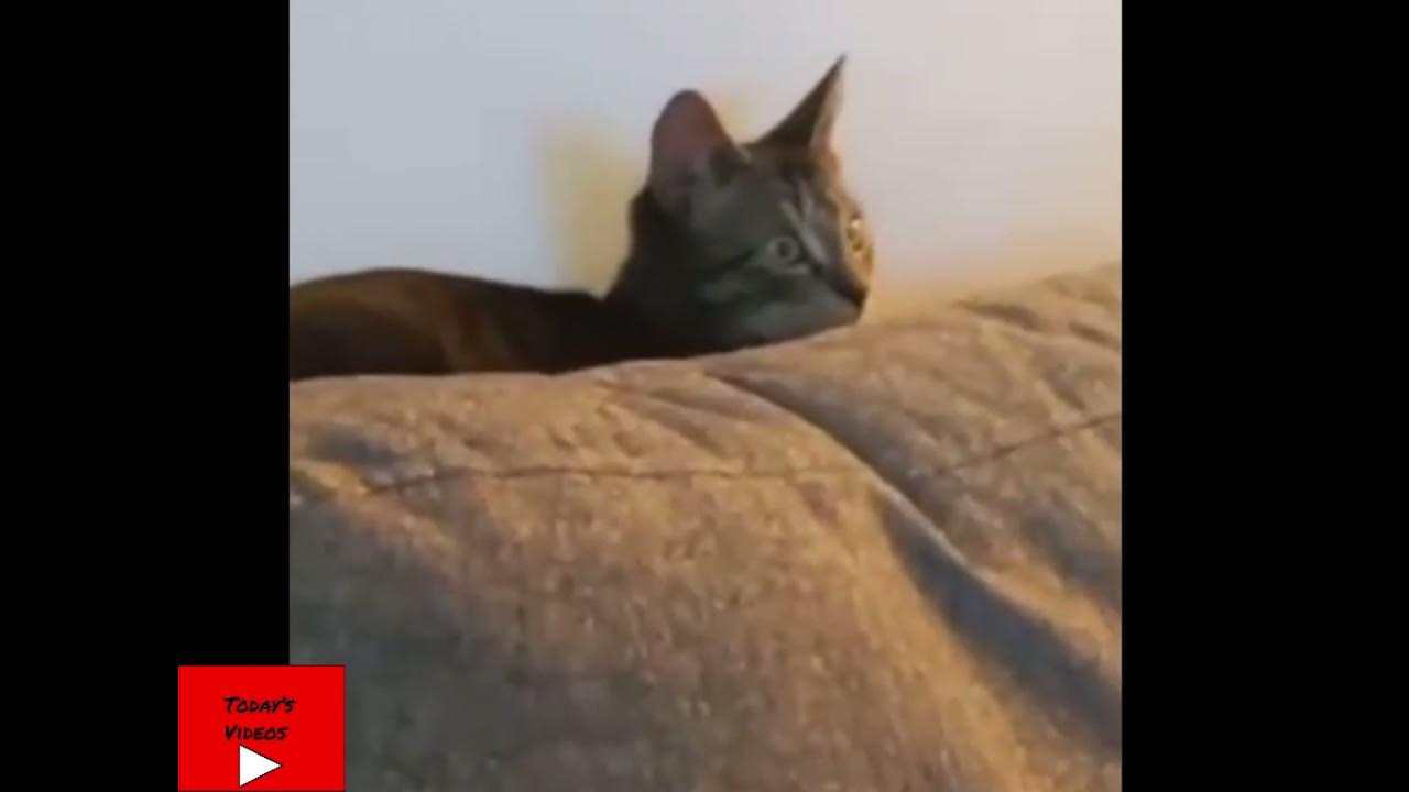 Cat Scared Of TV Show YouTube