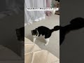 ネコに秘孔を突かれて声が出ちゃったネコおじ#shorts