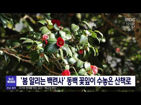 &amp;#39;봄 알리는 <strong>백련사</strong>&amp;#39; <strong>동백</strong> 꽃잎이 수놓은 산책로 [목포MBC 뉴스투데이]