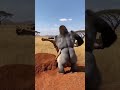 King of the Jungle? Not today! buffalo #lion #animals #viral