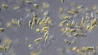 Diatoms Live Culture