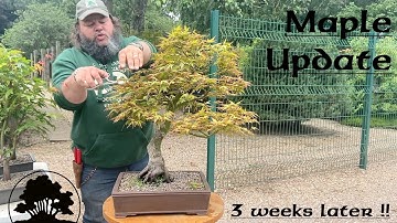 Mid Summer Maple Update. - Greenwood Bonsai