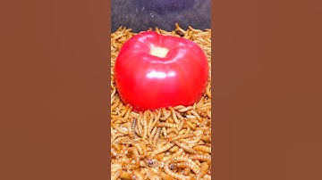 Time Lapse: Mealworms vs Tomato #Shorts