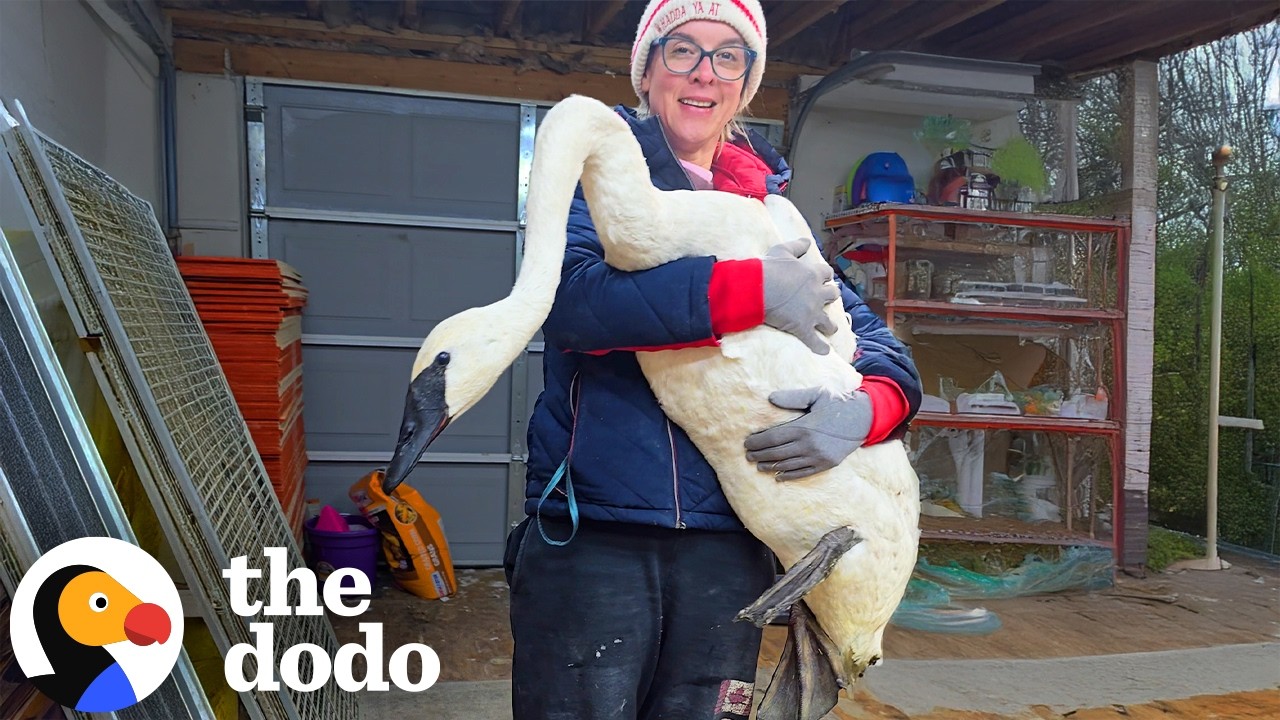 Спасательница столкнулась с самым большим испытанием в своей жизни: спасение очень редкого лебедя...