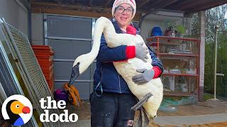Download Lagu Rescuer Faces Her Biggest Challenge Yet Saving A Very Rare Trumpeter Swan | The Dodo MP3
