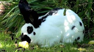 Rabbit giant & apple by Yvonne G Witter 676 views 12 years ago 16 seconds