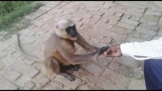 HANUMAN SONG