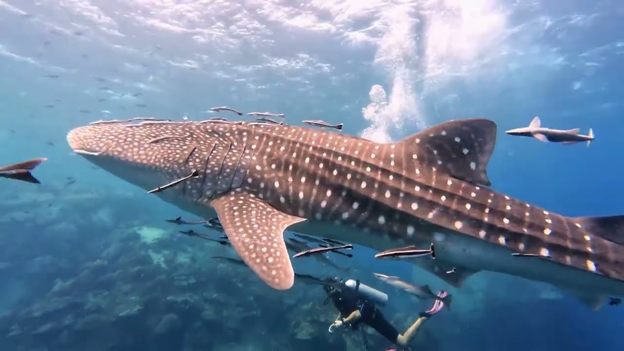 A day of diving with Local Divers on Koh Chang