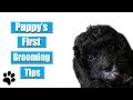 Puppy's First Grooming Tips