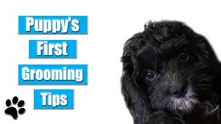 Puppy's First Grooming Tips