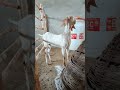 ماشااللہ بہت پیارا شوق 🐐❤️✌️ #animals #viralvideo #beautiful #yotube #foryourpageo #coolvideo
