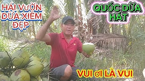 Nay hái vườn dừa xiêm siêu đẹp .Quốc dừa hát tới công chuyện vui ơi là vui#quocduavlog 