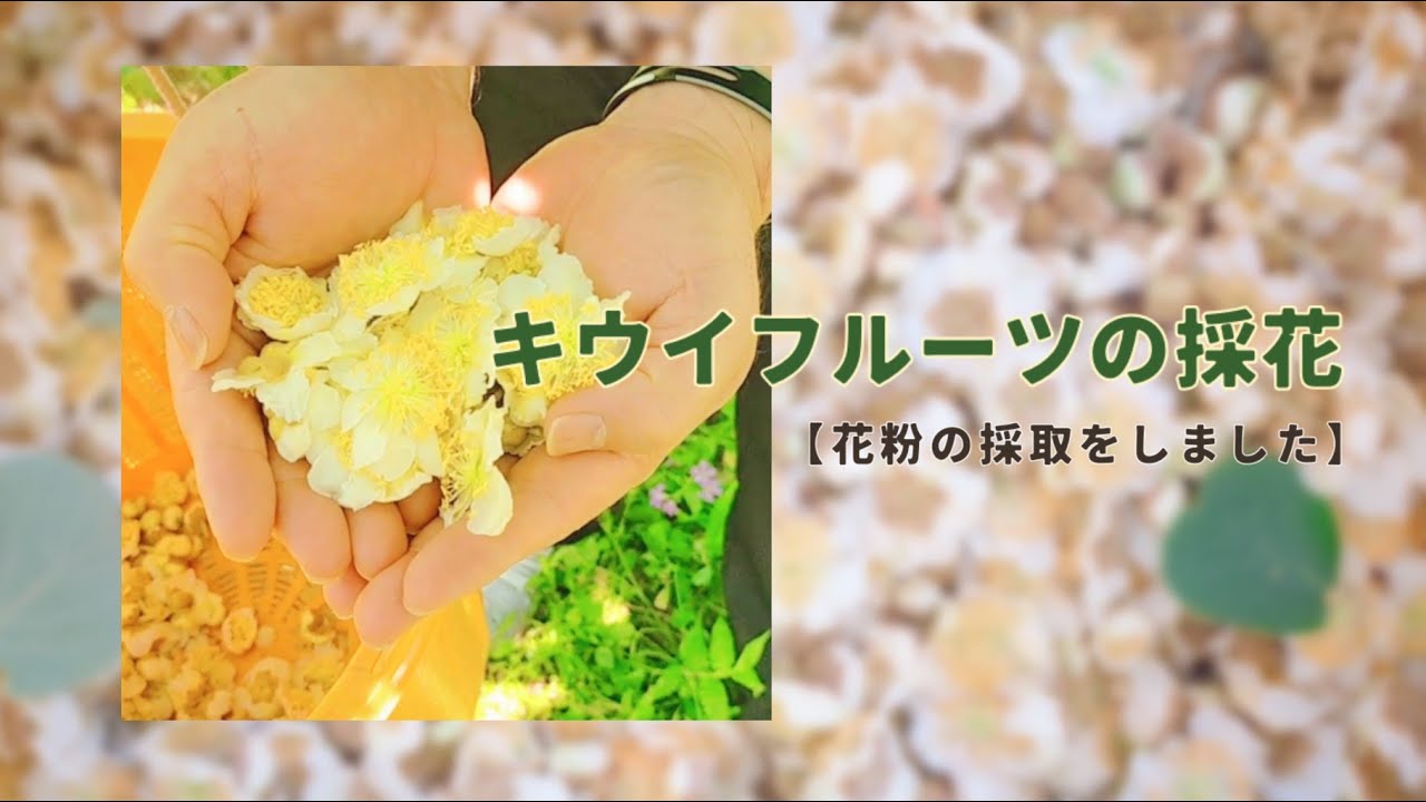 Kiwi fruit pollen collection - YouTube