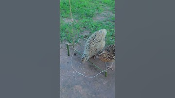 creative technique bird trap make from wood #shortvideo #ytshorts #youtube