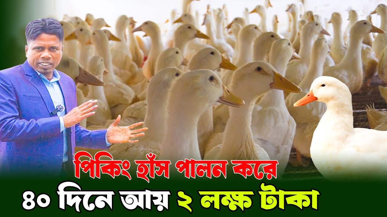 ৪০ দিনে আয় ২ লক্ষ টাকা | ১০০ % লাভবান হওয়ার কৌশল  | PoultryFarming | Khamar Bangla 24.