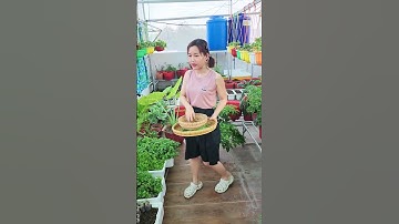 Hái rau canh chua trên Nóc nhà!#nhatrangsadec #trongrausanthuong #thuytrangsadec