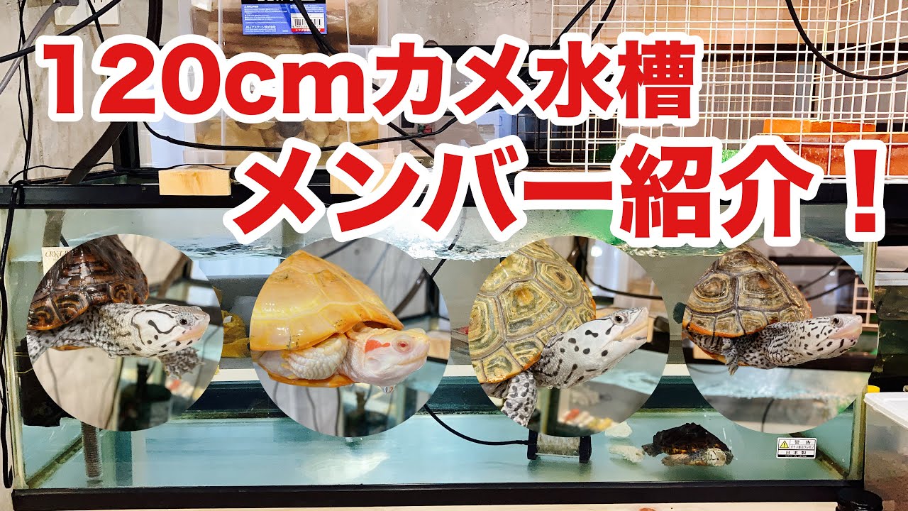 大型カメ水槽で飼育する遊泳種4頭を紹介！