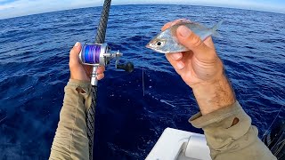 This Worked Really Well!! Tuna and Snapper - EPIC All Day Fishing Offshore