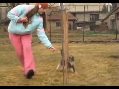 Животные.Дрессированный кот выполняет команды.