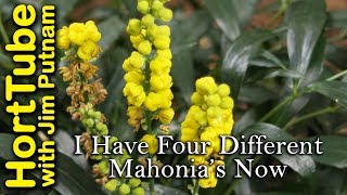 I Have Four Different Mahonia Varieties In My Garden Now