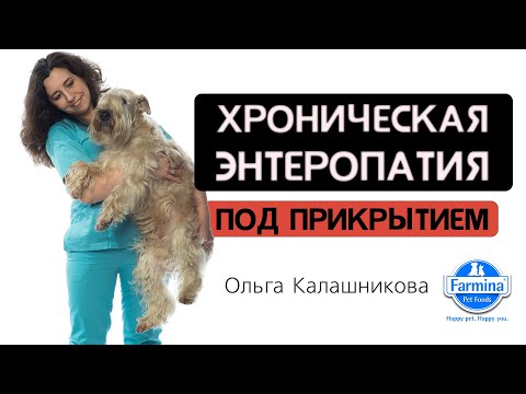 Видео: Ацинарная атрофия поджелудочной железы и дефицит пищеварительных ферментов у собак