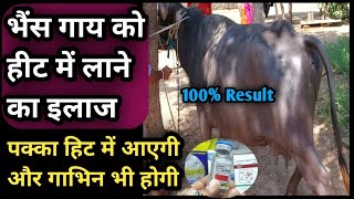 भैंस-गाय को हीट में लाने का इलाज||Tretment of Anoestrus in Cow/Buffalo||Heat mein kase laaye