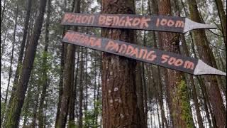 Hutan Pinus Kayon, Salatiga