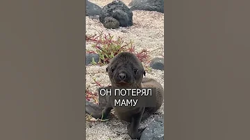 Как разговаривает детеныш ТЮЛЕНЯ: Это видео покорило Интернет