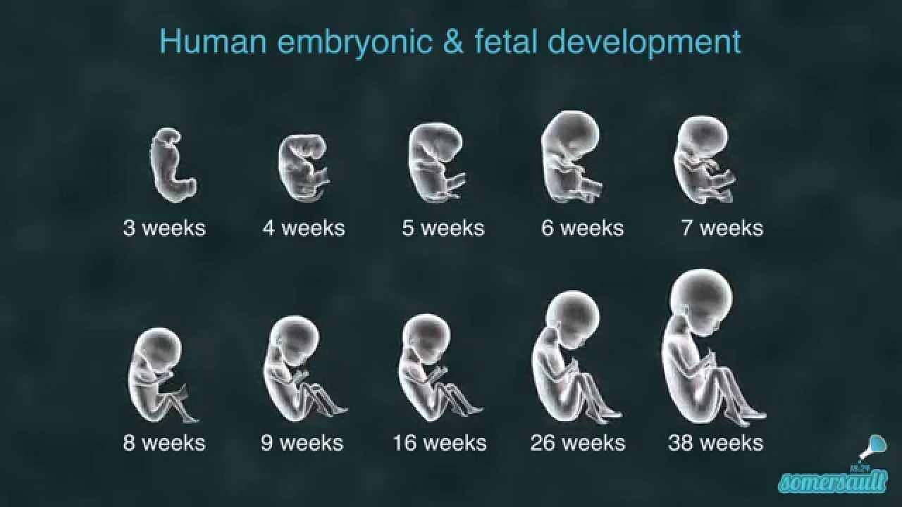 stages-of-pregnancy-embryo-fetus-order