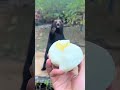 Bear Catches Honey Bun Like A Professional