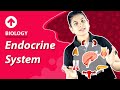 Endocrine system  biology