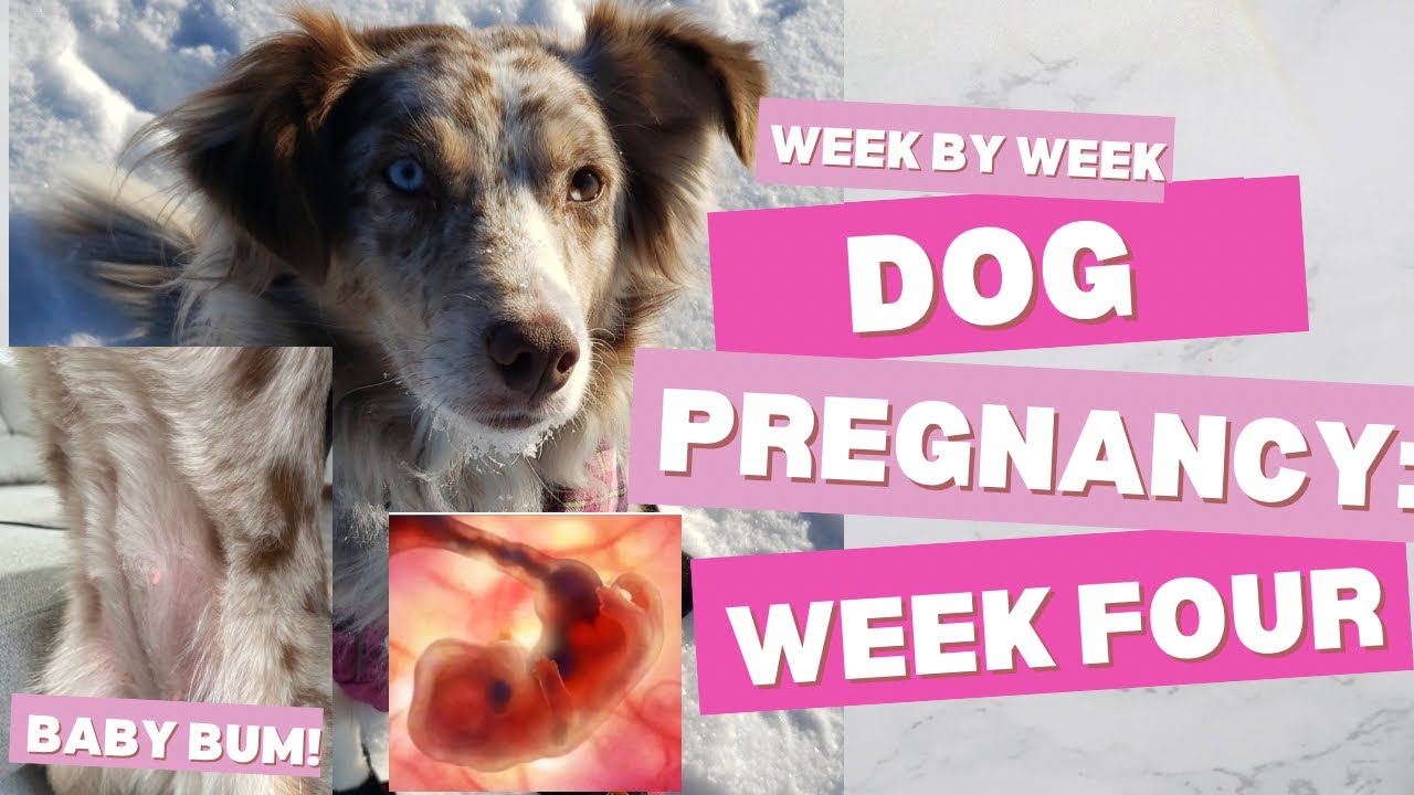 WEEK BY WEEK DOG PREGNANCY | Week Four | Pregnant Australian Shepherd