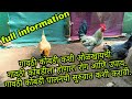 गावठी कोंबडी कशी ओळखायची?( गावठी कोंबडीला होणारा रोग व उपाय.) Full information .( Kukut palan)