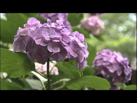 紫陽花 オカリナ演奏