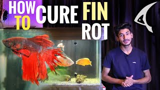 How to Cure Fin Rot disease in fish | Mango Oscar Update