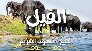 سورة الفيل / المصحف المرتل / الشيخ سعود الشريم / Surah Al-Fil / Sheikh Saud Al Shuraim