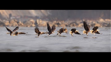 Creating a Wildlife Photo Sequence in Photoshop Tutorial - Bald Eagle Fishing