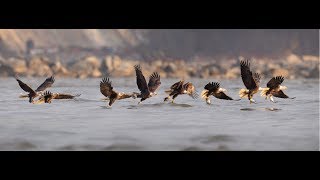 Creating a Wildlife Photo Sequence in Photoshop Tutorial - Bald Eagle Fishing screenshot 4
