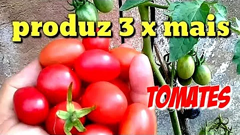 O que fazer pro pé de tomate produzir?