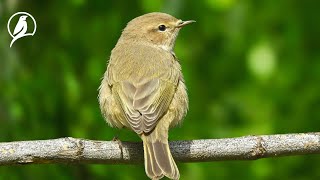 Birdsong, Natural Sounds  Peaceful Melodies That Awaken The Soul, An Endless Source Of Inspiration